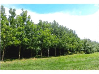 21.868+/- Acres. 
Per the owner, there are 290 walnut trees that are approximately 10 years old.
The Little Monon Creek runs through this property.

There is a cemetery on this property and they have ingress and egress access to the property. - Recreatonal & Investment & Possible Building Site